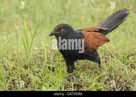 Coucal plus ou Crow pheasant (Centropus sinensis) Banque D'Images