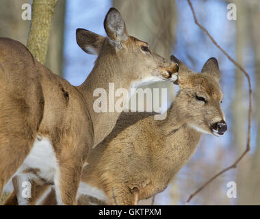 Belle image drôle avec une paire de cerfs sauvages mignon dans l'amour Banque D'Images