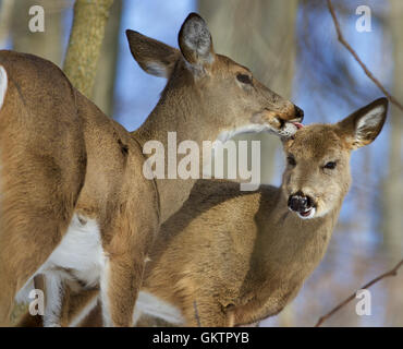 Belle image drôle avec une paire de cerfs sauvages mignon dans l'amour Banque D'Images