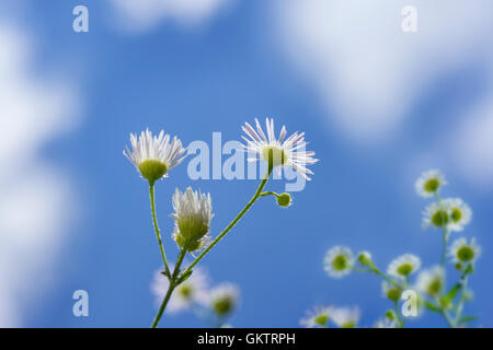 Aster buissonnant, de minuscules fleurs blanches Banque D'Images