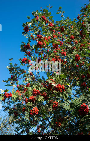 Baies rouge vif sur un Rowan Tree avec ciel bleu clair au-dessus. Banque D'Images