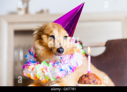 Joyeux anniversaire chien ressemble à bougie Banque D'Images