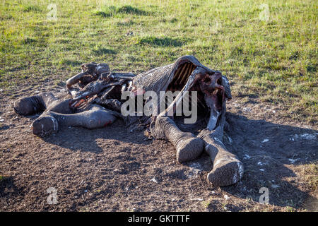 Une carcasse d'éléphant est sur la savane africaine dans le massai mara, Kenya Banque D'Images