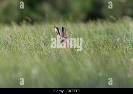 Lièvre brun Lepus europaeus ; seul dans le pré à l'île de Man, UK Banque D'Images