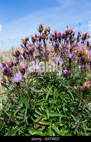 Saw-Wort ; Serratula tinctoria Fleurs Cornwall ; UK Banque D'Images