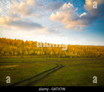 De l'automne. Champ de bouleau. Baikal forêt. La Russie Banque D'Images