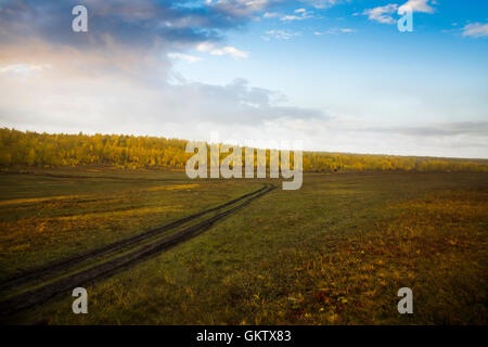 De l'automne. Champ de bouleau. Baikal forêt. La Russie Banque D'Images