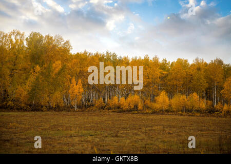 De l'automne. Champ de bouleau. Baikal forêt. La Russie Banque D'Images