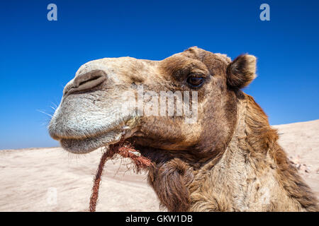 En attendant les touristes, Dromadaire, Camelus dromedarius, Essaouira Maroc Banque D'Images