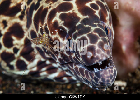 Spotted Moray avec Cleaner Shrimp, isingteena Gymnothorax, Bali, Indonésie Banque D'Images