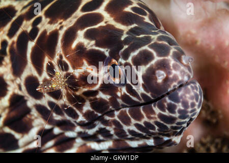 Spotted Moray avec Cleaner Shrimp, isingteena Gymnothorax, Bali, Indonésie Banque D'Images