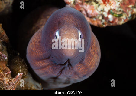 White-eyed Moray, Siderea thyrsoidea, Bali, Indonésie Banque D'Images