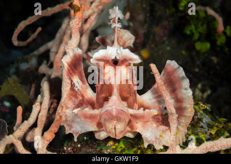 Trappe de pagaie, Rhinopias eschmeyeri rascasses, Bali, Indonésie Banque D'Images