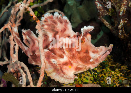 Trappe de pagaie, Rhinopias eschmeyeri rascasses, Bali, Indonésie Banque D'Images