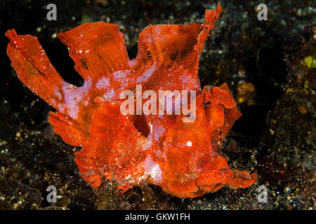 Trappe de pagaie, Rhinopias eschmeyeri rascasses, Bali, Indonésie Banque D'Images