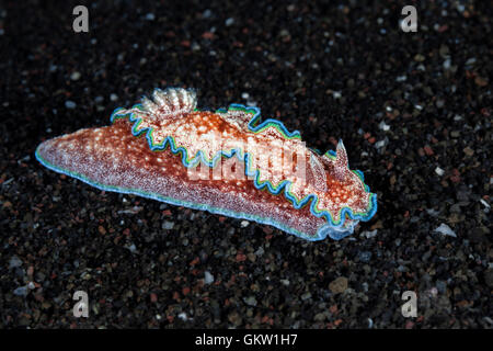 Nudibranche, Glossodoris Glossodoris cincta, Bali, Indonésie Banque D'Images