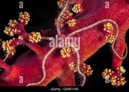 Étoile de mer cassante de corail mou, Ophiothrix sp., Bali, Indonésie Banque D'Images