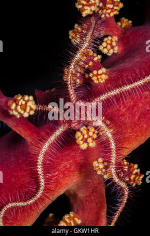 Étoile de mer cassante de corail mou, Ophiothrix sp., Bali, Indonésie Banque D'Images