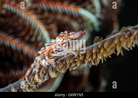 Araignée de mer de Corail fil, Xenocarcinus tuberculatus, Bali, Indonésie Banque D'Images