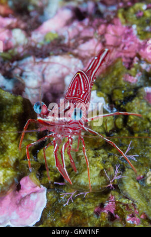 La danse de Durban, la crevette Rhynchocinetes durbanensis, Bali, Indonésie Banque D'Images