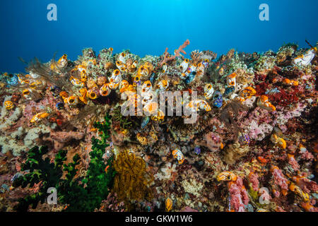 Les ascidies Polycarpa, or aurata, Ambon, Moluques, Indonésie Banque D'Images