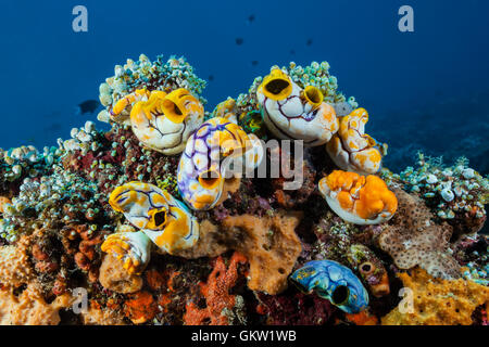 Les ascidies Polycarpa, or aurata, Ambon, Moluques, Indonésie Banque D'Images