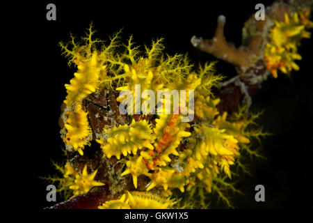 Concombre de mer Jaune, Colochirus robustus, Ambon, Moluques, Indonésie Banque D'Images