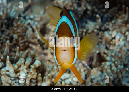 Poisson Clown Amphiprion clarkii, Clarks, Ambon, Moluques, Indonésie Banque D'Images