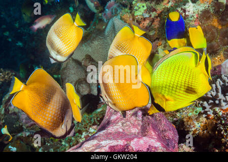 Butterflyfishes se nourrissant de poissons fraient, Chaetodon kleinii, Ambon, Moluques, Indonésie Banque D'Images