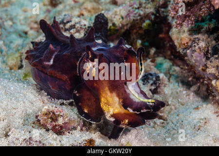 La Seiche flamboyante, Metasepia pfefferi, Ambon, Moluques, Indonésie Banque D'Images