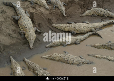 Groupe de crocodiles à une rivière au Costa Rica Banque D'Images