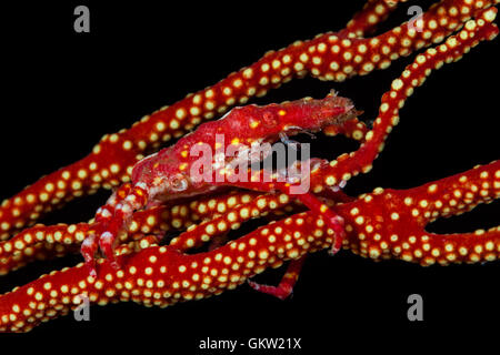 Araignée conique, Xenocarcinus conicus, Ambon, Moluques, Indonésie Banque D'Images