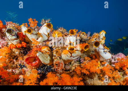 Les ascidies Polycarpa, or aurata, Ambon, Moluques, Indonésie Banque D'Images