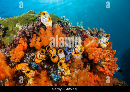 Les ascidies Polycarpa, or aurata, Ambon, Moluques, Indonésie Banque D'Images
