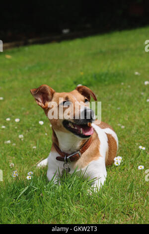Jack Russell smiling Banque D'Images
