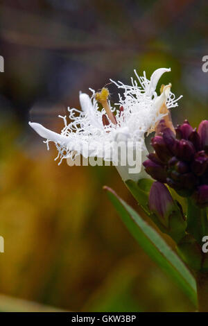 Menyanthes trifoliata fleur, Finlande Banque D'Images