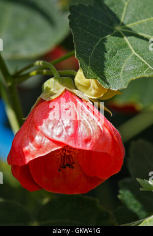 L'Abutilon rouge (fleur) Lanternes chinoises Banque D'Images