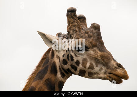 Tête de girafe en gros plan dans nombre 3587 Banque D'Images