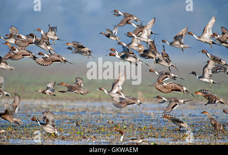 L'image du troupeau de canards pilets (Anas acuta) dans Keoladev national park, Bharatpur, Inde Banque D'Images