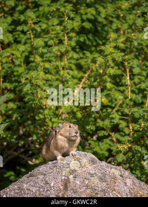 Pika américain (Ochotona princeps), montagnes Rocheuses, au Colorado. Banque D'Images