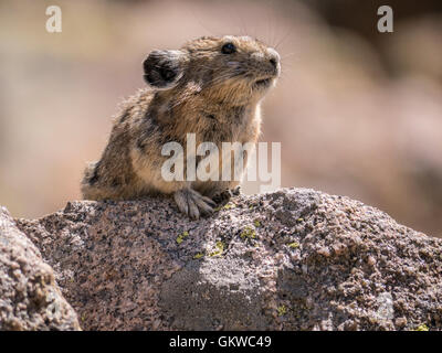 Pika américain (Ochotona princeps), montagnes Rocheuses, au Colorado. Banque D'Images