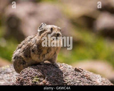 Pika américain (Ochotona princeps), montagnes Rocheuses, au Colorado. Banque D'Images