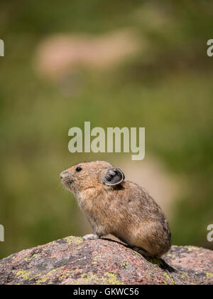 Pika américain (Ochotona princeps), montagnes Rocheuses, au Colorado. Banque D'Images