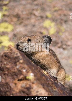 Pika américain (Ochotona princeps), montagnes Rocheuses, au Colorado. Banque D'Images