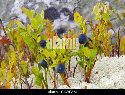 Venu les bleuets (Vaccinium myrtillus) sur cladonie (Cladonia rangiferina) Banque D'Images