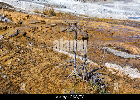 Petit arbre mort sur une terrasse à Mammoth Hot Springs dans le Parc National de Yellowstone Banque D'Images