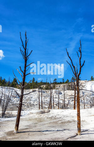 Arbre mort wasteland dans Mammoth Hot Springs dans le Parc National de Yellowstone Banque D'Images