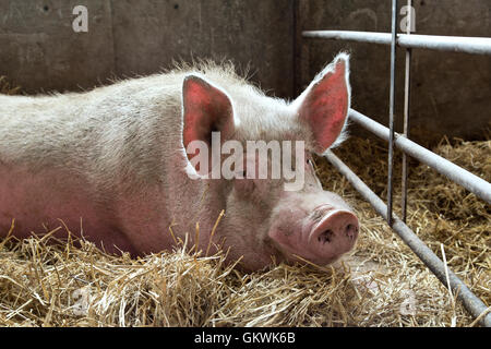 Sanglier reposant sur la paille, le stylo. Banque D'Images