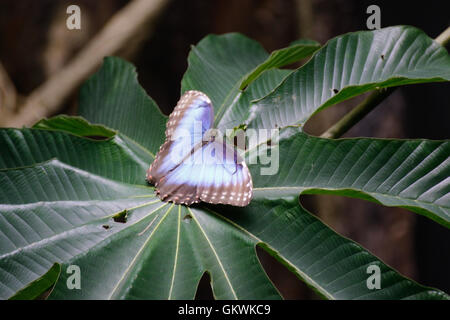 Papillon Bleu sur une feuille Banque D'Images