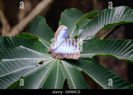 Papillon Bleu sur une feuille Banque D'Images